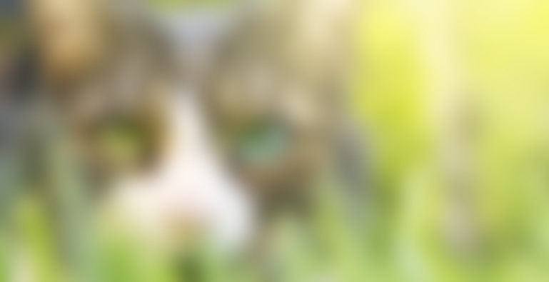 TURQUOISE website template